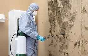 Best Black Mold Removal  in Greenville, OH